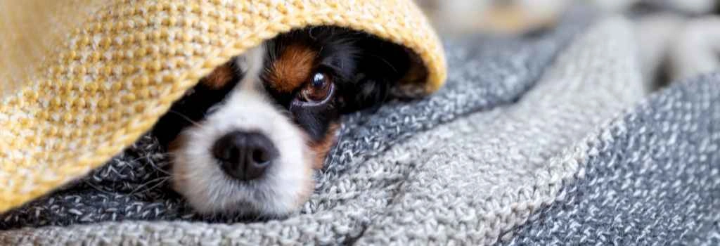 Dog with noise aversion hiding under blankets