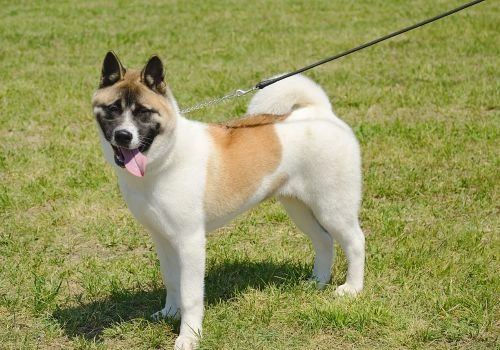 Akita Breed, Geniusvets 4.
