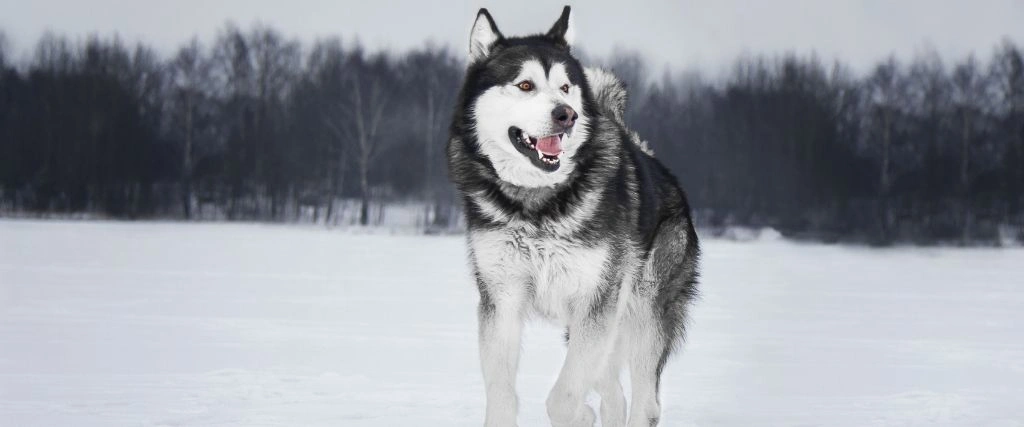 Alaskan Malamute Breed, GeniusVets 1.
