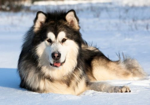 Alaskan Malamute Breed, Geniusvets 4.