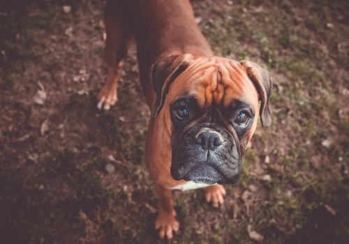Boxer, Geniusvets 3.