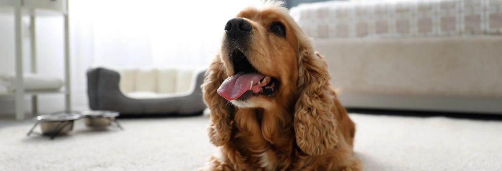 Cocker Spaniel, GeniusVet Breeds 1