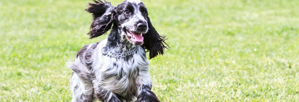 Cocker Spaniel, GeniusVet Breeds 2