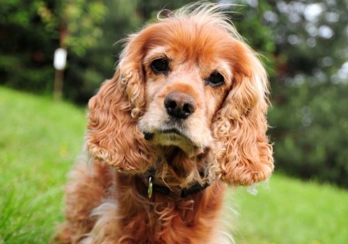 Cocker Spaniel, Geniusvets 3.