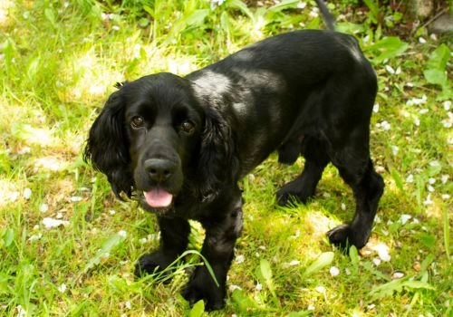 Cocker Spaniel, Geniusvets 4.