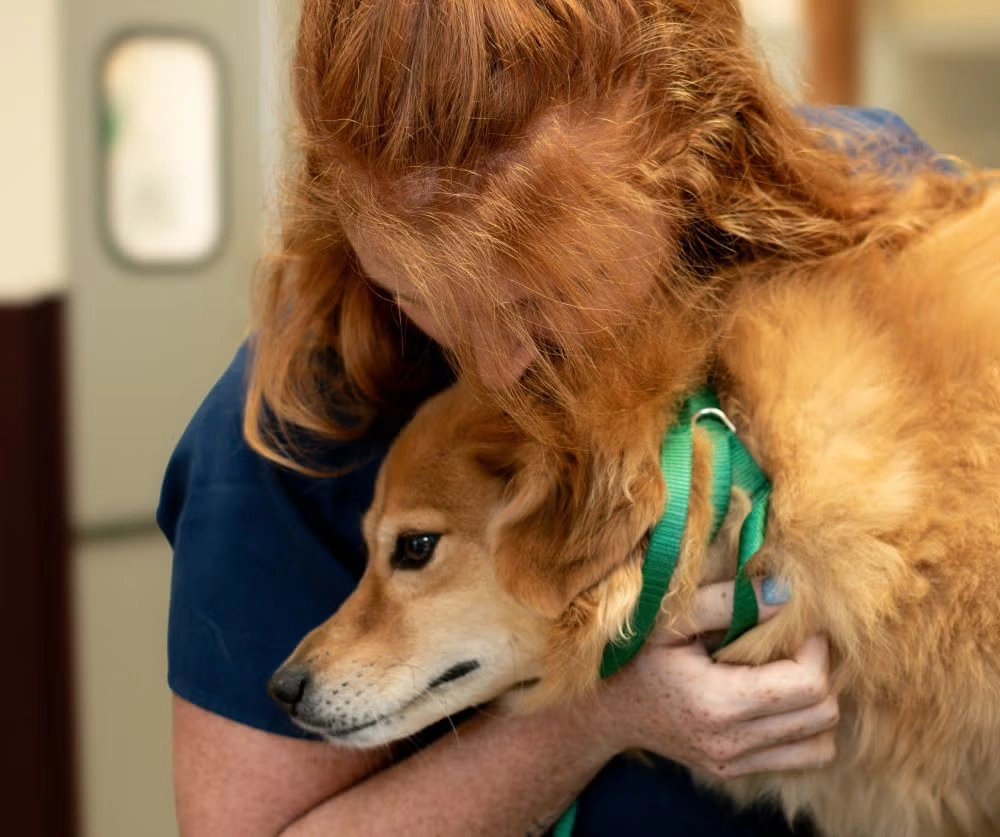 Dog Cancer