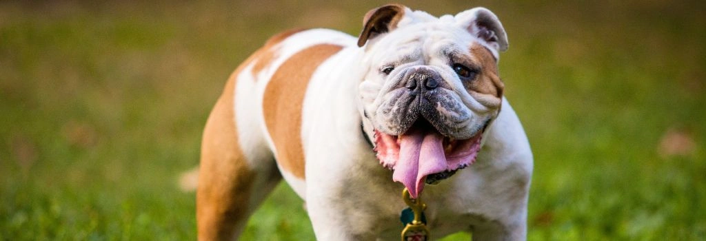 English Bulldog, GeniusVets 1.