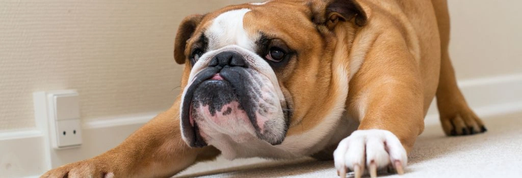 English Bulldog, GeniusVets 2.