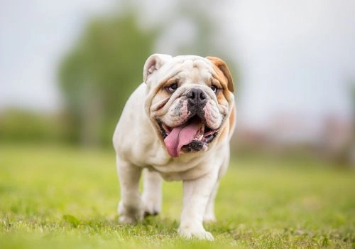 English Bulldogs, Geniusvets 3.