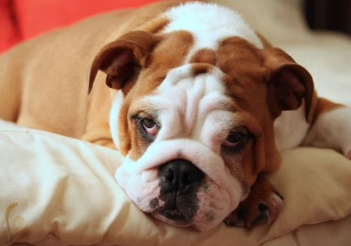 English Bulldogs, Geniusvets 4.
