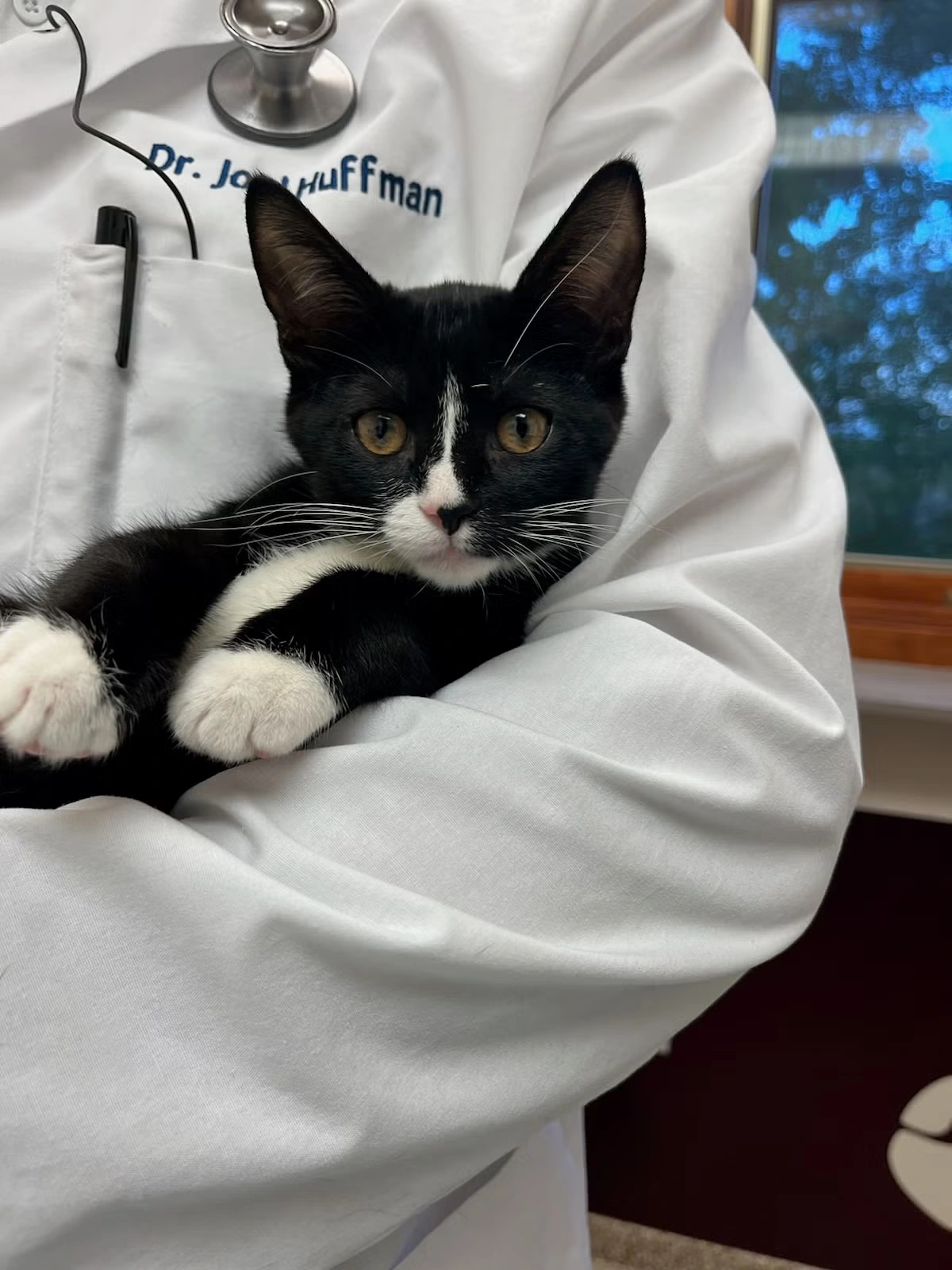 DH Kitten Exam