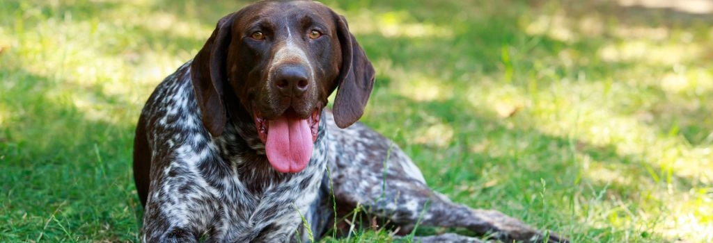 Pointer, GeniusVets Breeds 1