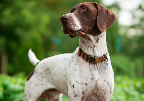 Pointer, Geniusvets 4.