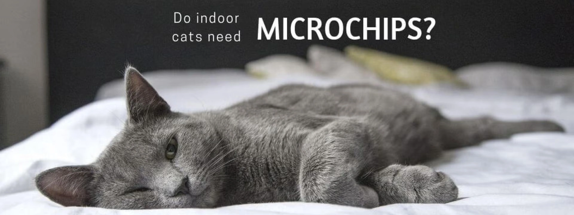 Why Should Indoor-Only Cats be Microchipped?