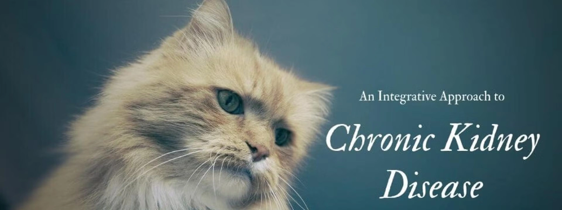 An Integrative Approach to Chronic Kidney Disease Cats