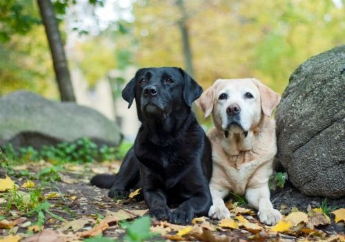 Labrador Retriever, Geniusvets 3.