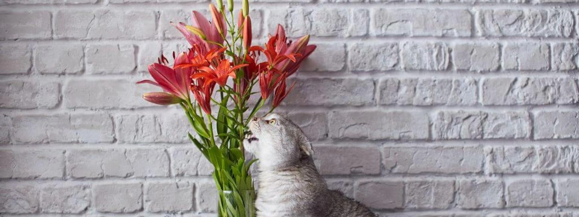 Lilies and Cats: The Dangers of Lily Poisoning Every Cat Owner Should Know About