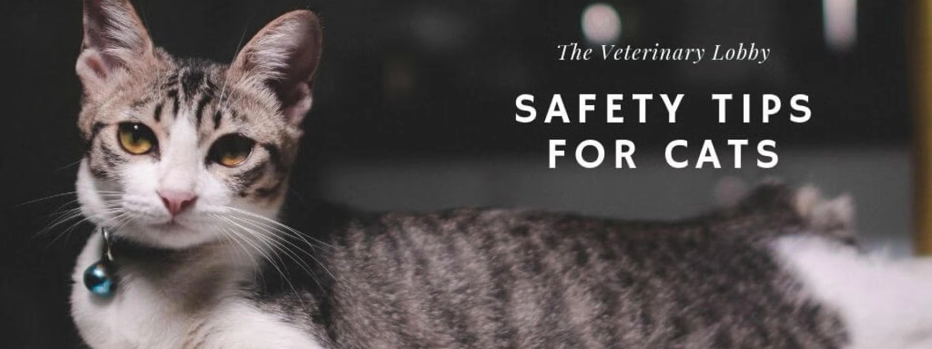 The Veterinary Lobby: Safety Tips for Cats