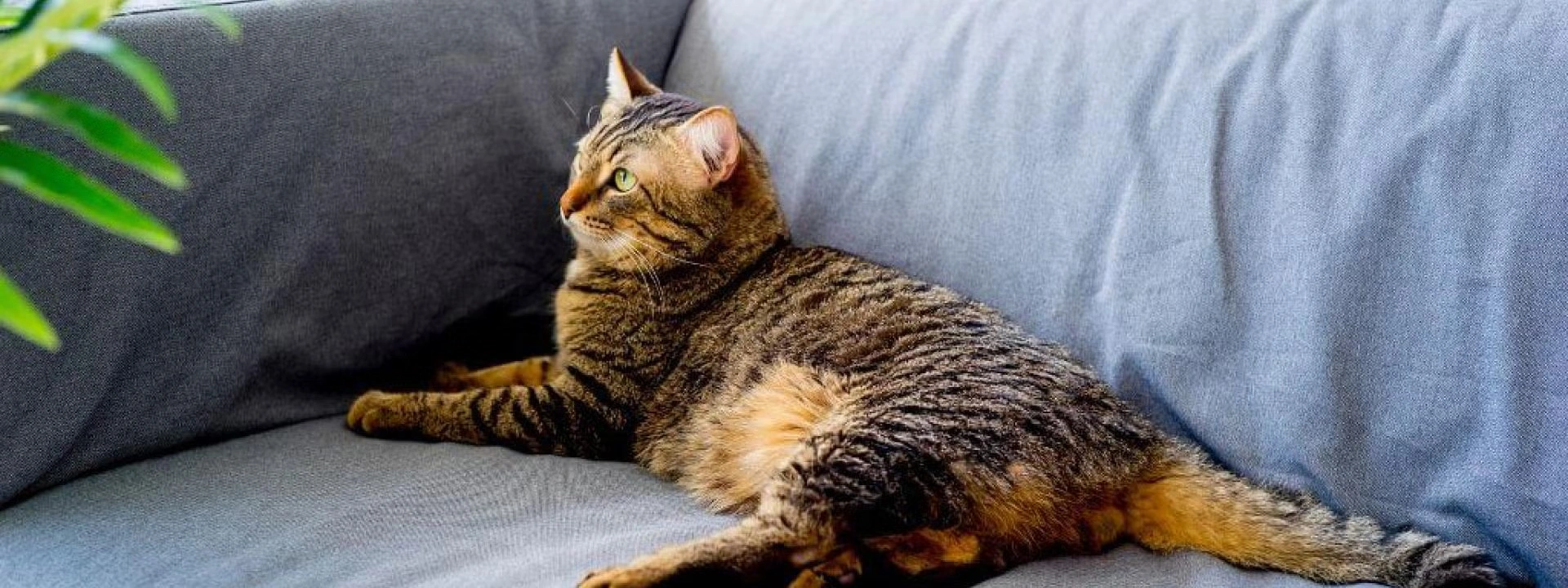 Managing Cat Asthma: Simple Modifications for a Healthier Environment
