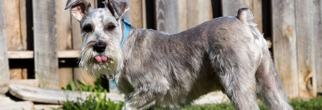 Miniature Schnauzer, GeniusVets Breeds 2