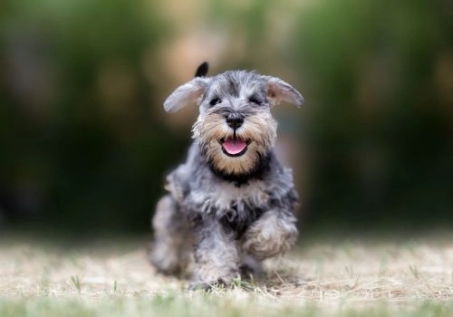 Miniature Schnauzer, Geniusvets 4.