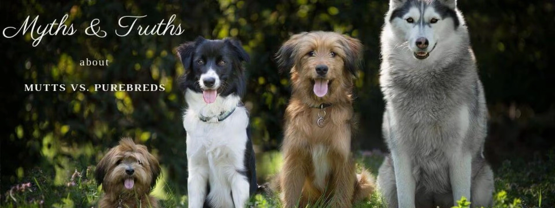 Myths and Truths About Mutts vs. Purebreds