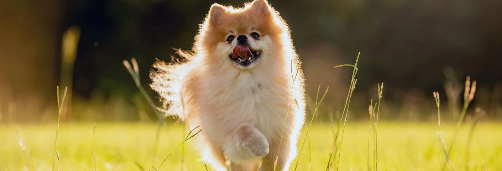 Pomeranian, GeniusVets Breeds 2