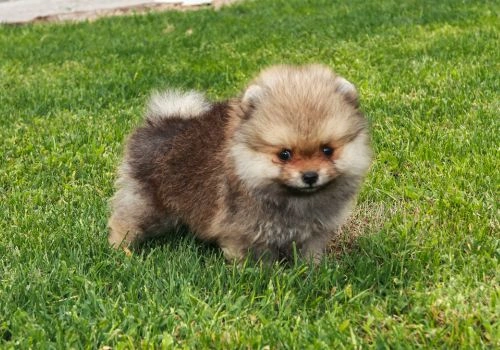 Pomeranian, Geniusvets 3.