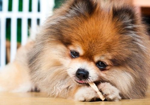 Pomeranian, Geniusvets 4.