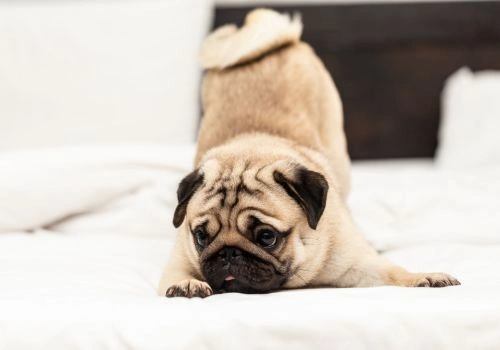 Pug, Geniusvets 3.