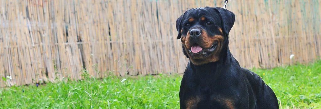 Rottweiler, GeniusVets Breeds 1
