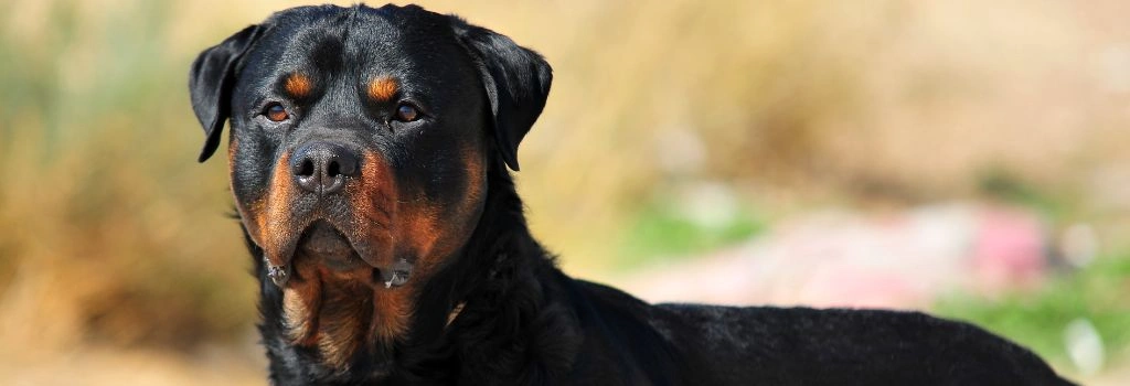 Rottweiler, GeniusVets Breeds 2