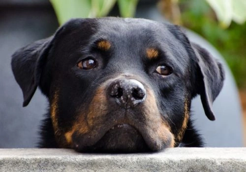 Rottweiler, Geniusvets 4.