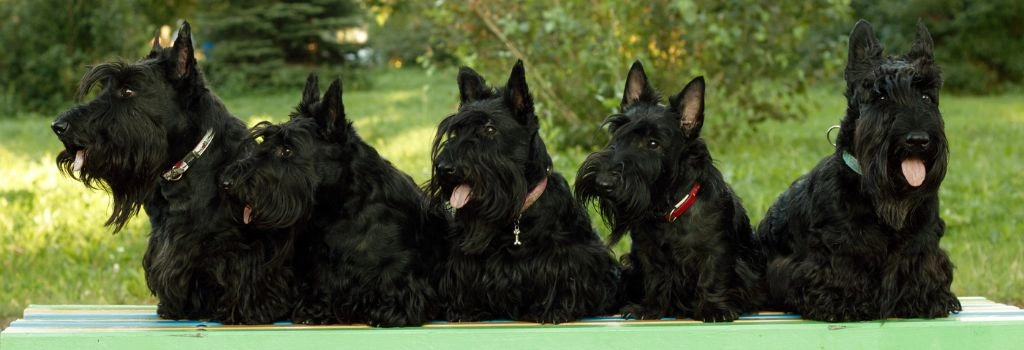 Scottish Terrier, GeniusVets Breeds 2