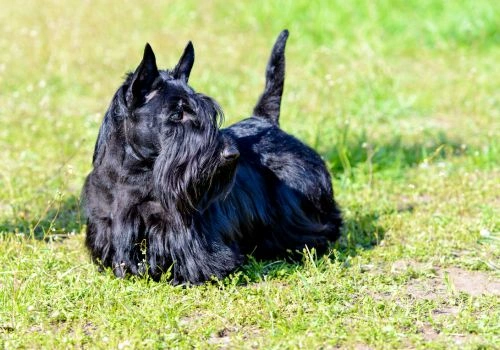 Scottish Terrier, Geniusvets 4.
