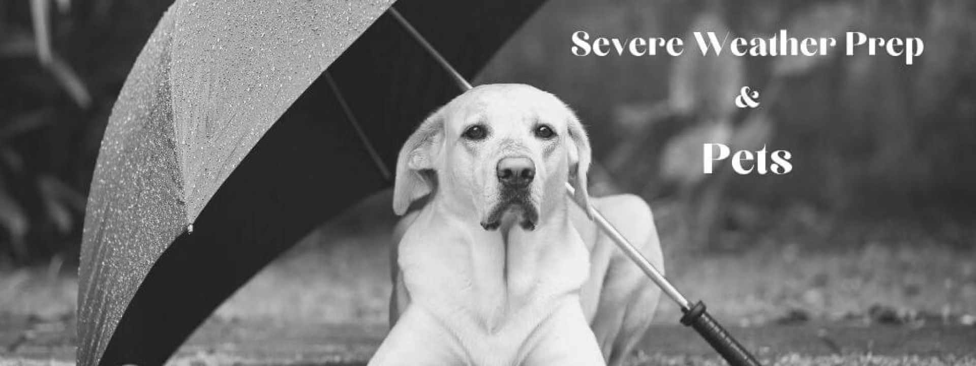 Severe Weather Prep and Planning for Pets