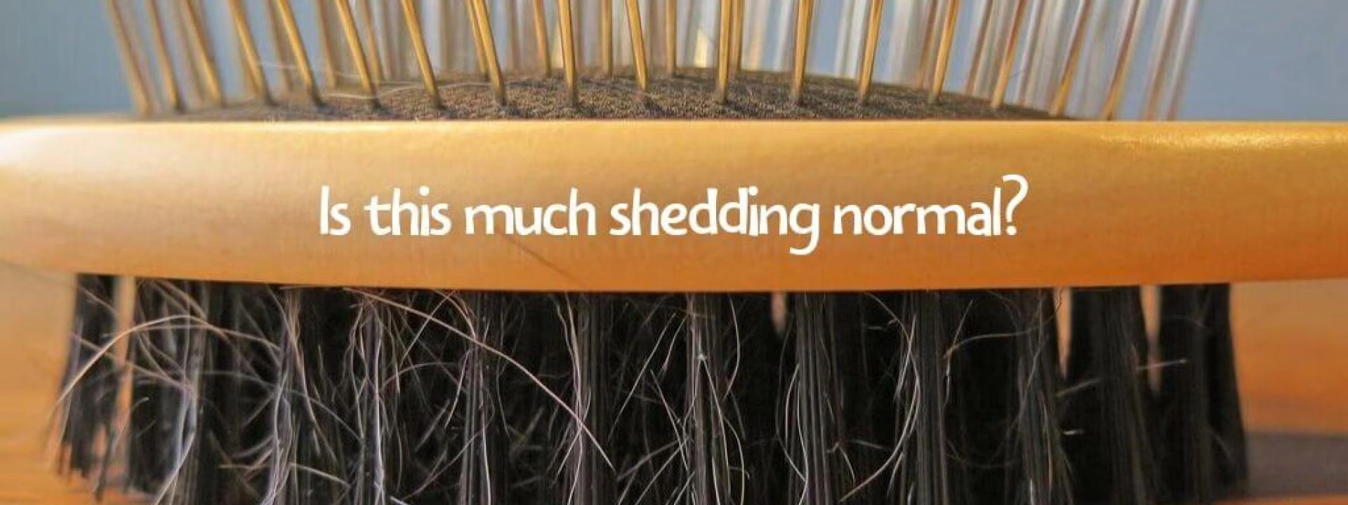 Is This Much Shedding Normal? When Hair Loss in Pets is Problematic