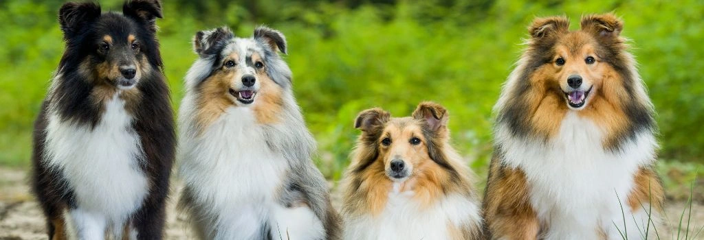 Shetland Sheepdog, GeniusVets Breeds 2