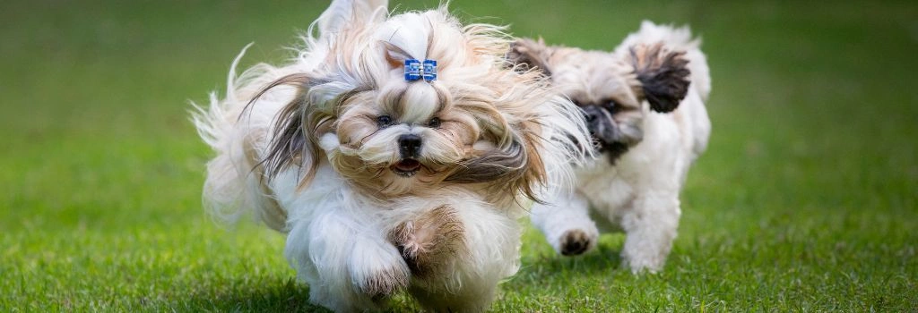 Shih Tzu, GeniusVets Breeds 2