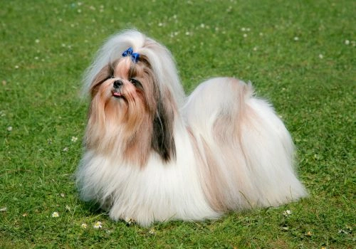 Shih Tzu, Geniusvets 3.