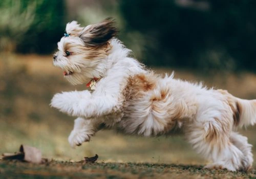 Shih Tzu, Geniusvets 4.