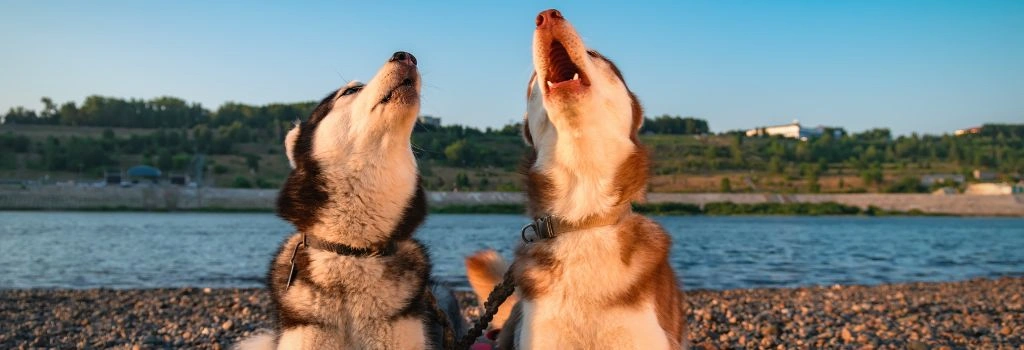 Siberian Husky, GeniusVets Breeds 1