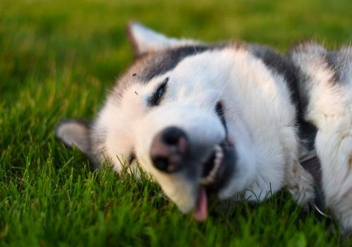 Siberian Husky, Geniusvets 4.