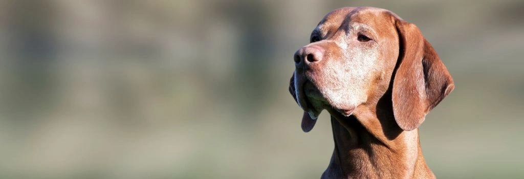 Vizsla, GeniusVets Breeds 1