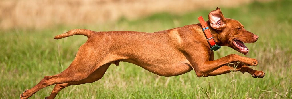 Vizsla, GeniusVets Breeds 2