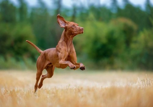 Vizsla, Geniusvets 4.