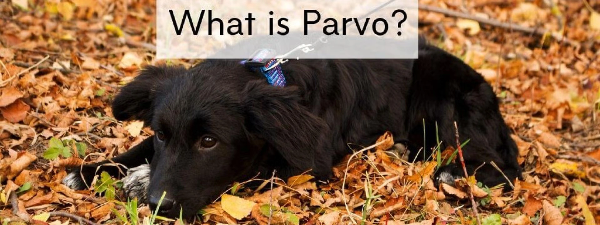 What is Parvovirus (Parvo)?
