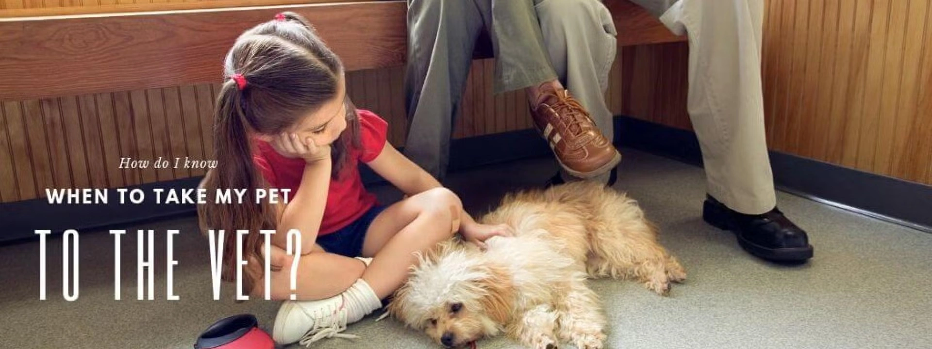 How Do I Know When to Take My Pet to the Vet?