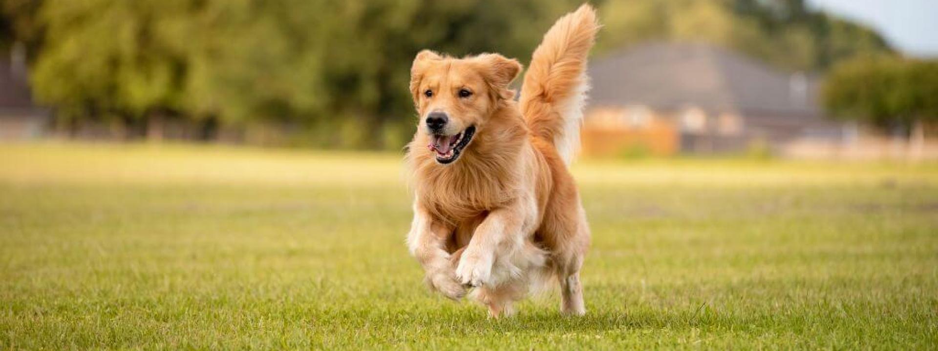 5 Great Large Dog Breeds for Families