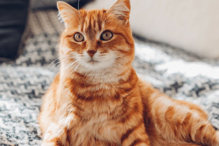 Recognizing and Managing Diabetes in Dogs and Cats